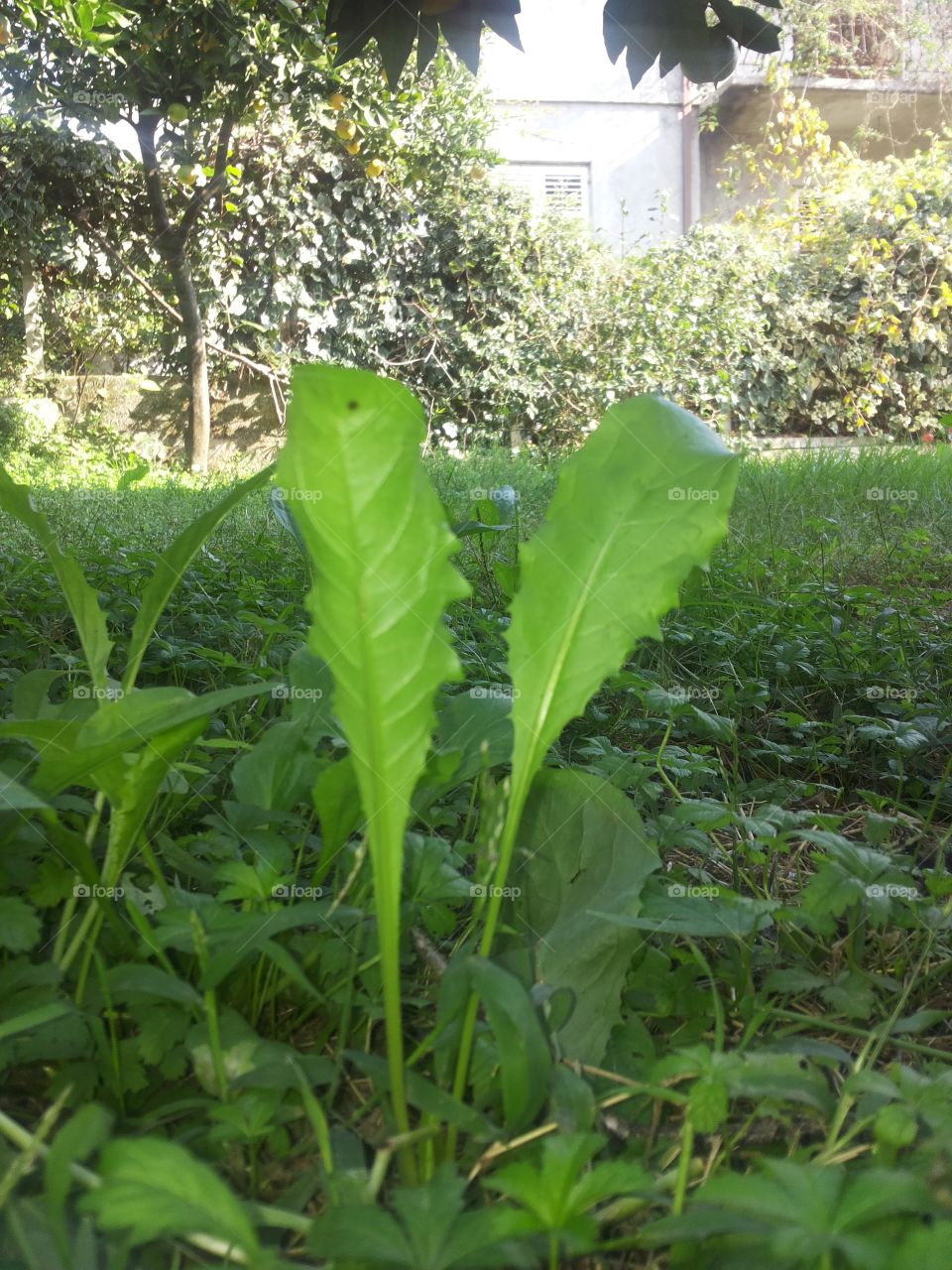 My backyard. my garden then i spend my free time