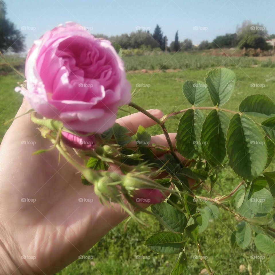 Beautiful rose in spring