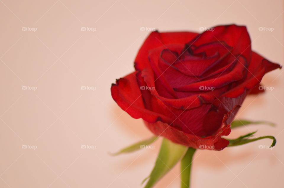 rose in  macro