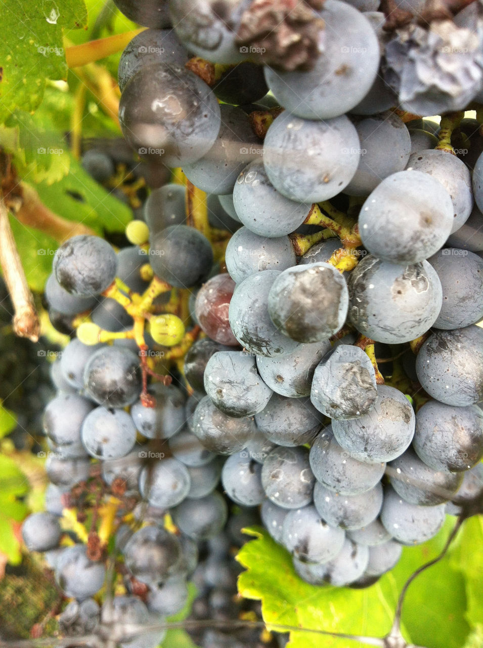 wine agriculture farming texas by toes