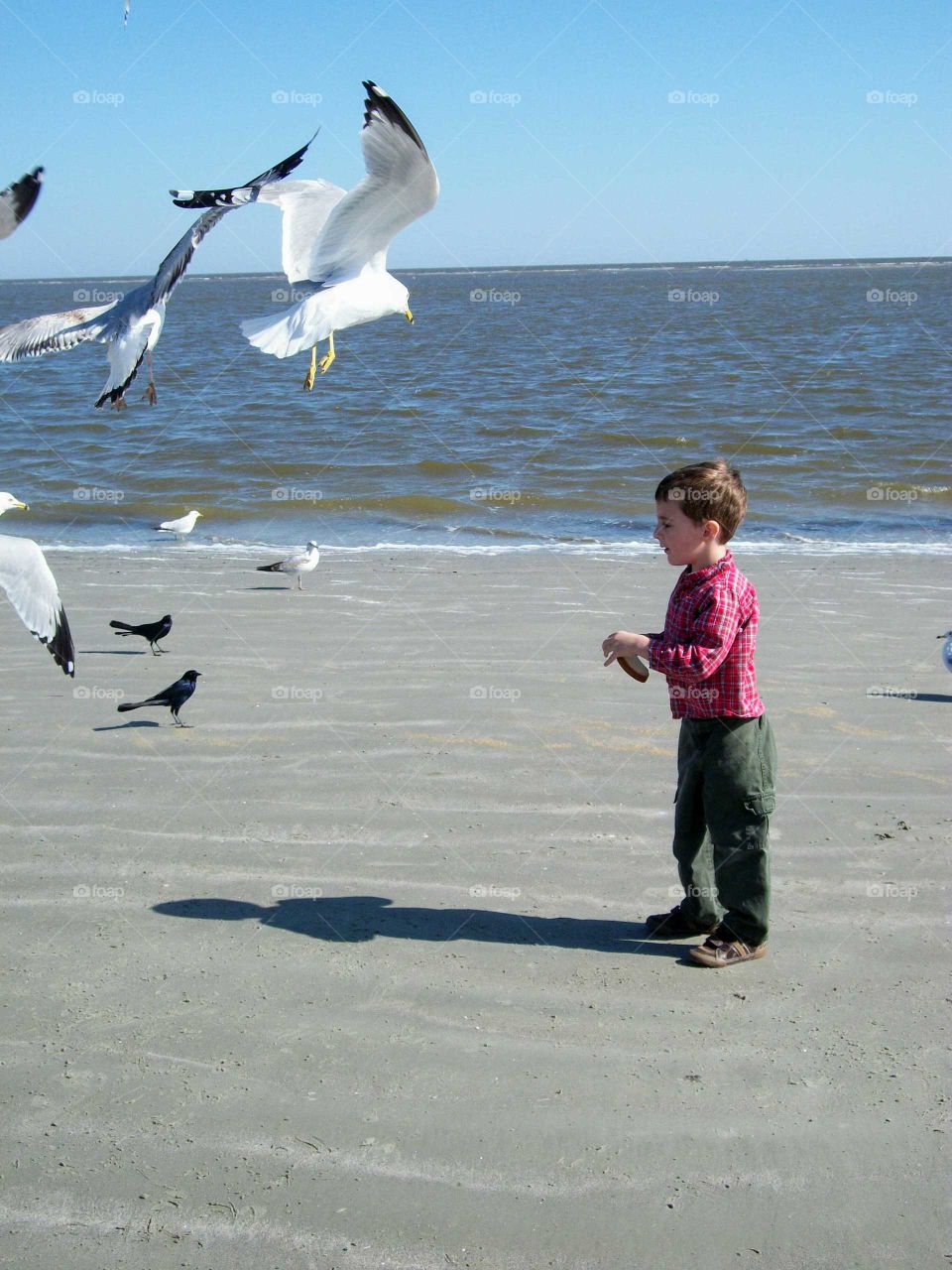 Feeding seagulls