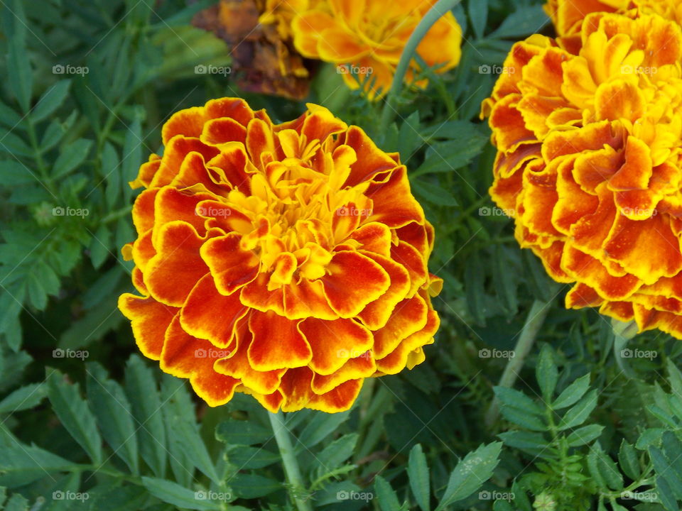 Orange and yellow flower