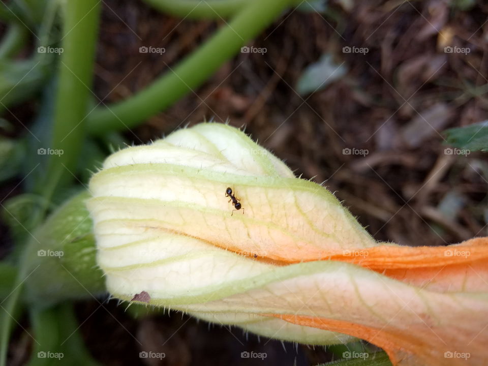 flower creeping ant