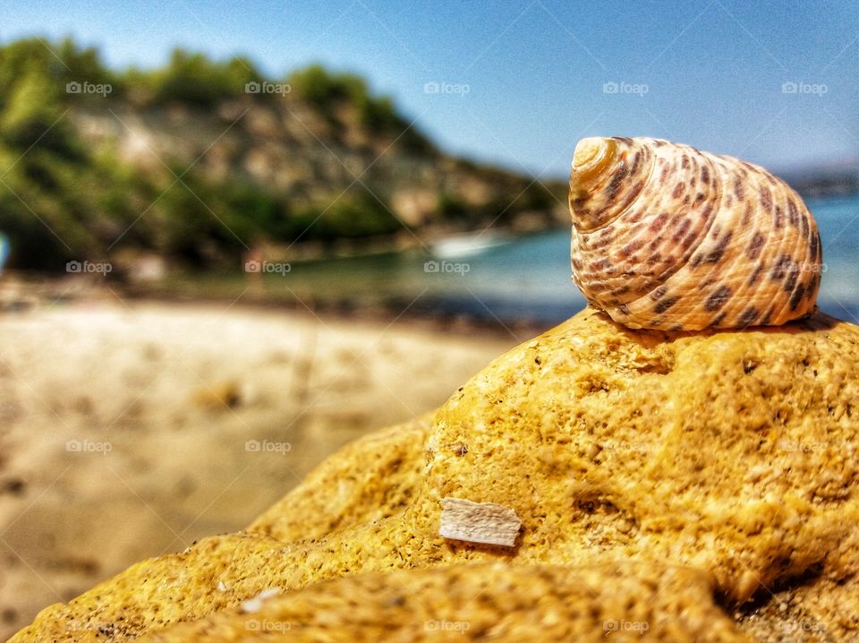Lovely shell on a tiny rock!