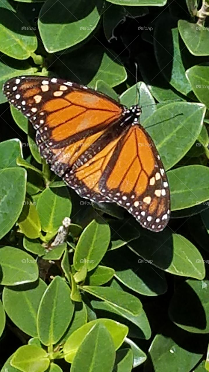 Butterfly, Insect, Nature, Outdoors, Wing