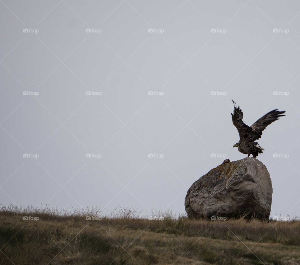 Bird, No Person, Wildlife, Raptor, Mammal