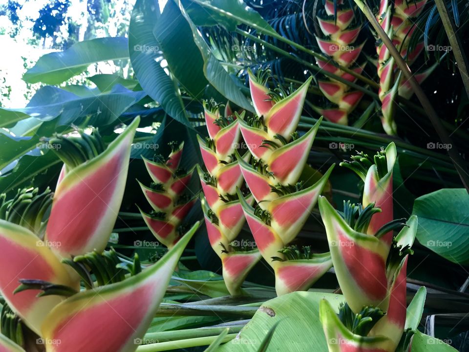 More heliconia, lobster claw flowers