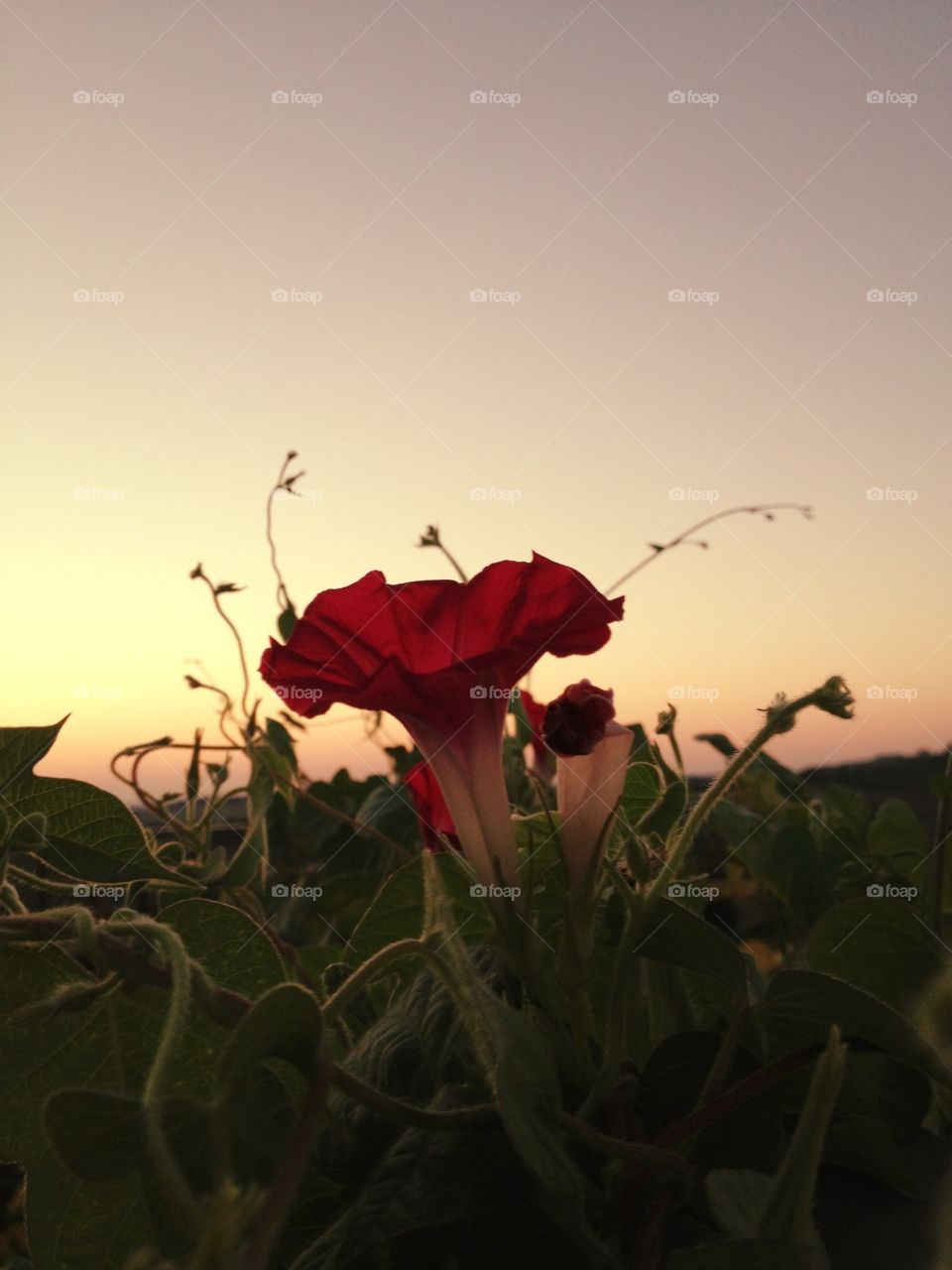 Flowers at sunshine. Flowers at sunshine in my terrace at summer