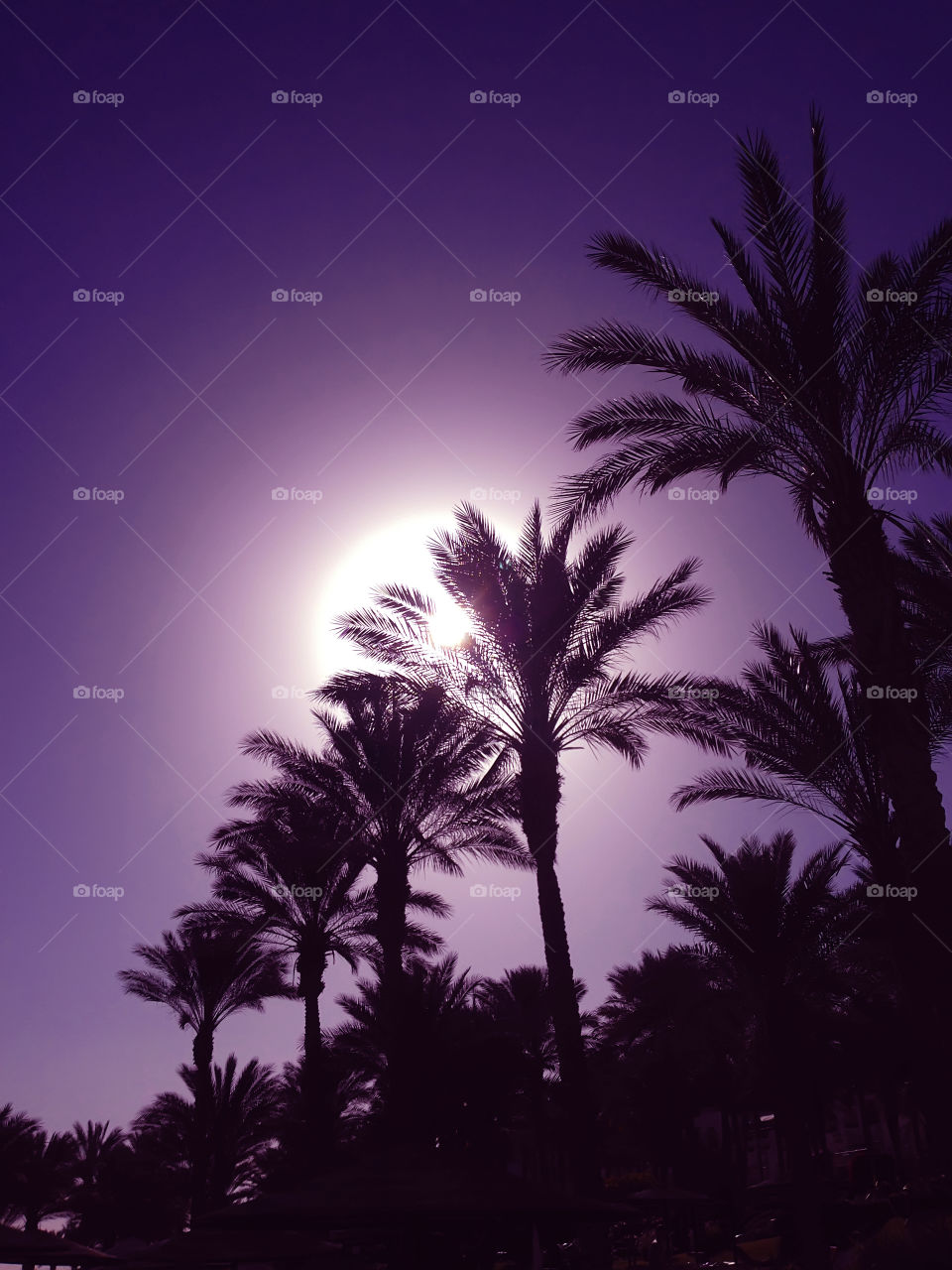Silhouettes of tropical palm trees on sunset light background 