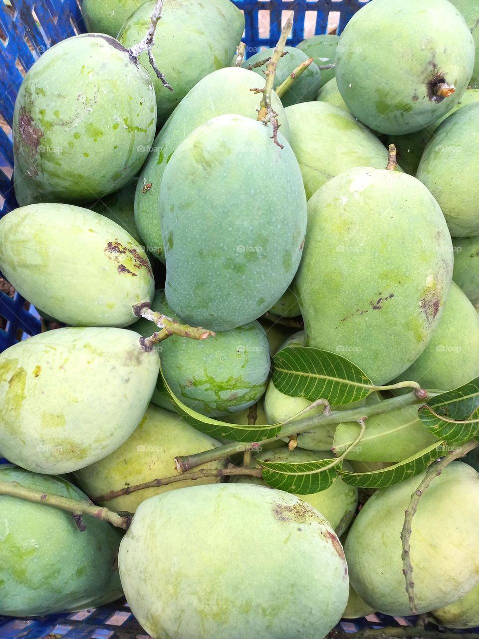 Mango or mempelam is the name of a type of fruit, as well as the name of the tree.