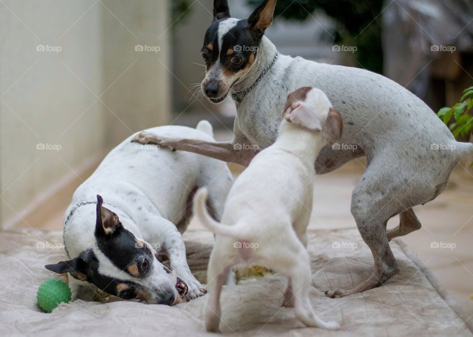 brincando em família