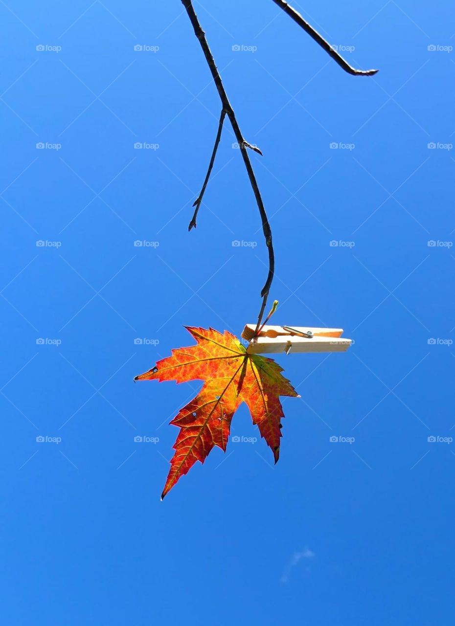 Leaf of October 