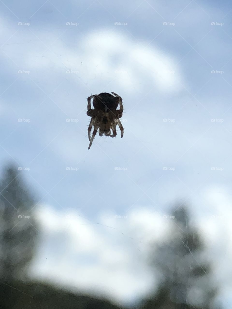 Spider looking into hotel room, Tuolumne, California