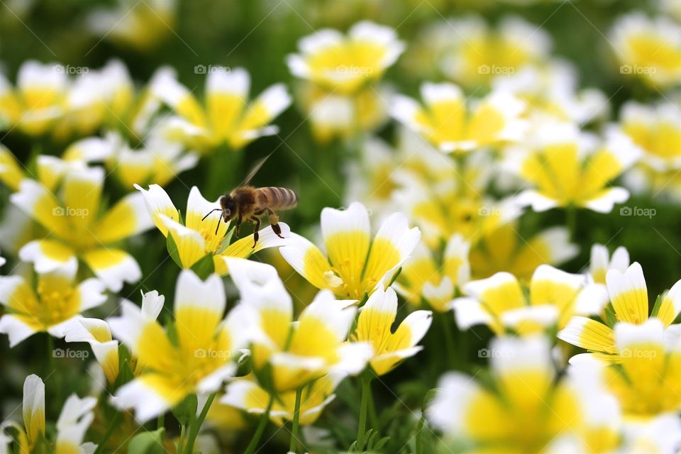 Close-up of bee pollinating on flower