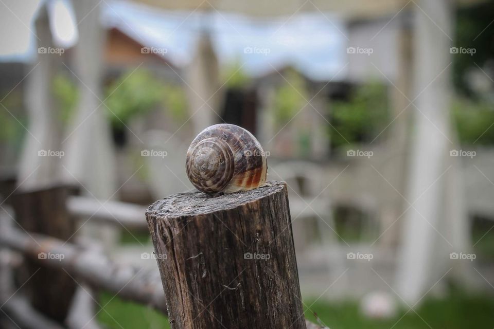 Snail
