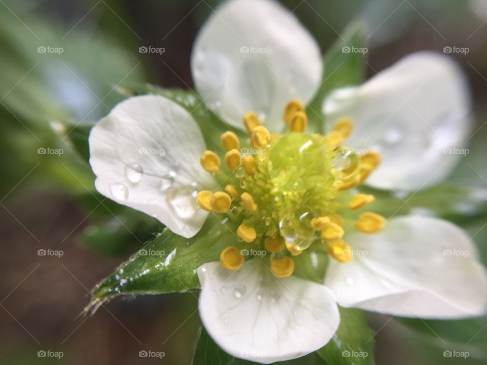 strawberry flower