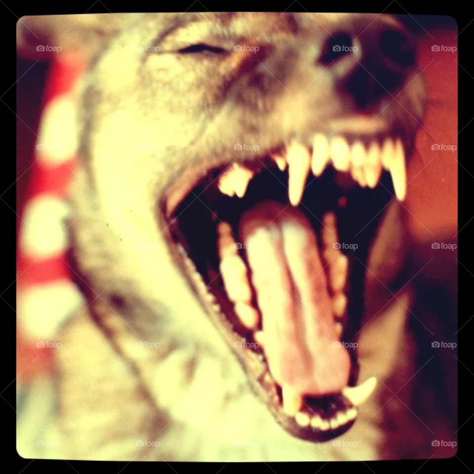 Sheila yawns!