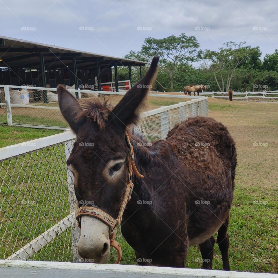 Donkeys at Chulu Ranch in Beinan Township
