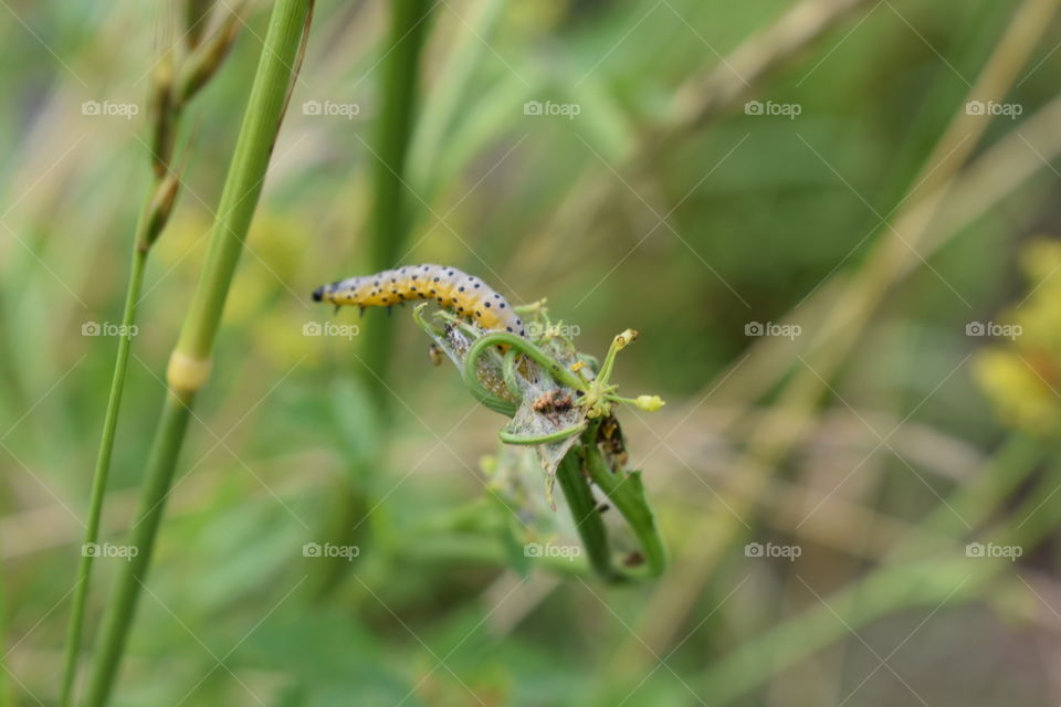 A yellow caterpillar is stretching to reach a straw of grass 