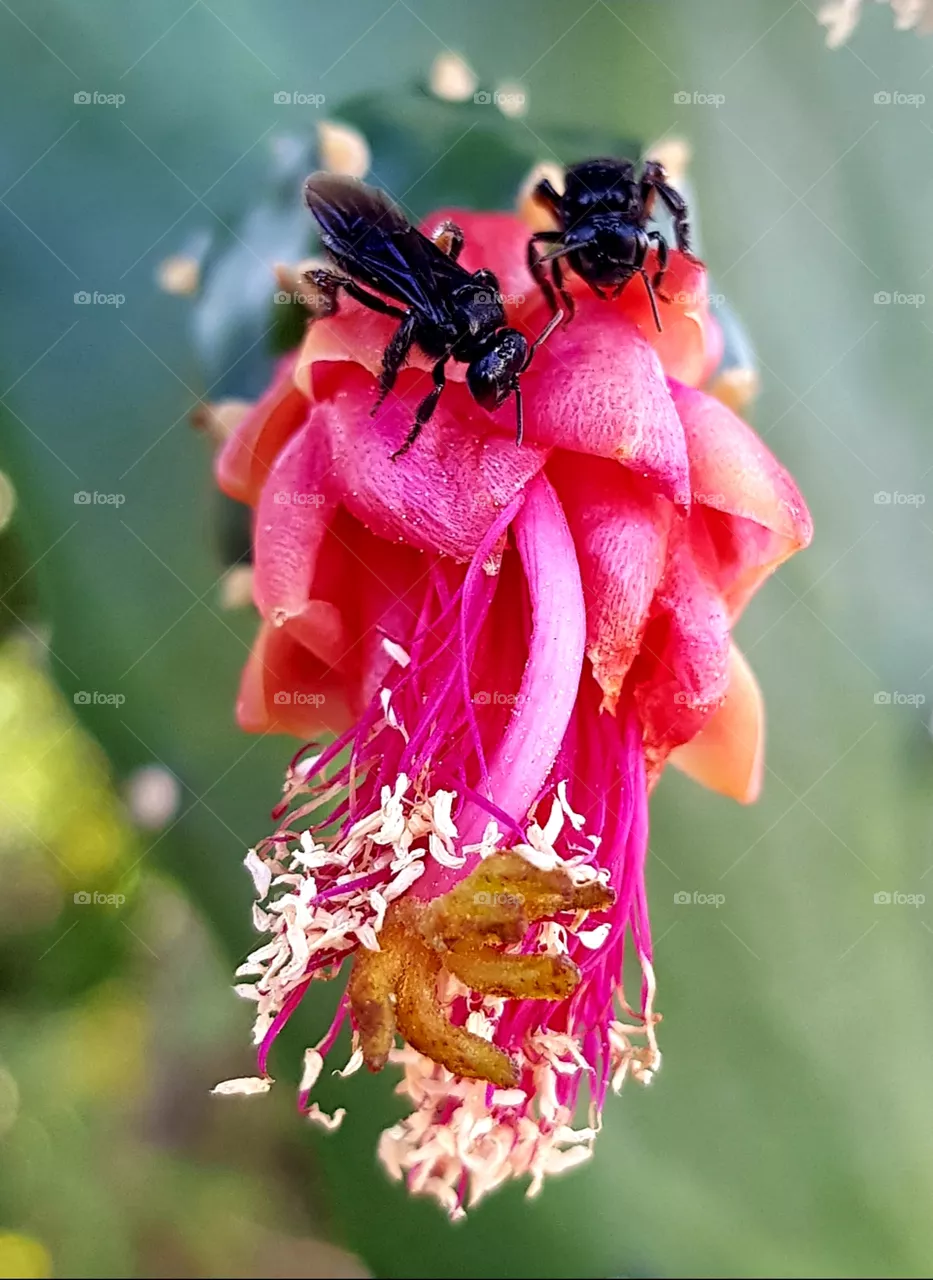 cactus flower