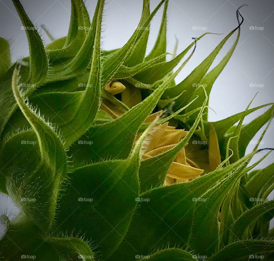 A sunflower beginning to open up under a grey sky