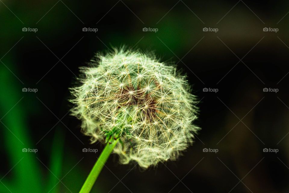 dandelion
