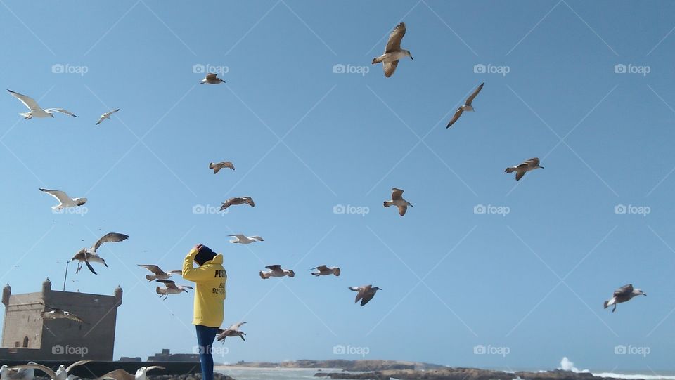 beautiful lady feeds seagulls.