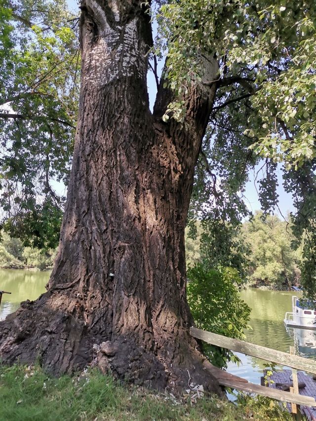 A very large tree
