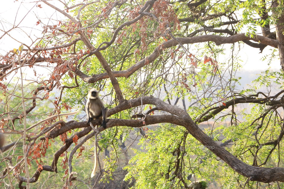 Monkey on tree...Nature