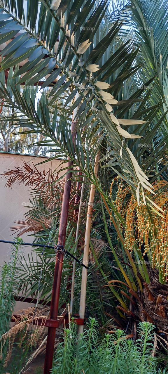 Global view of plant pollen