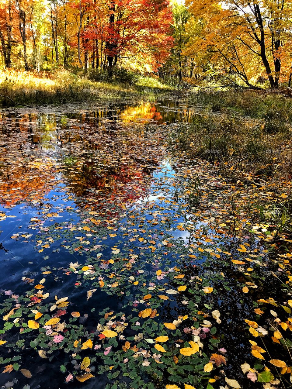 Pond in the woods