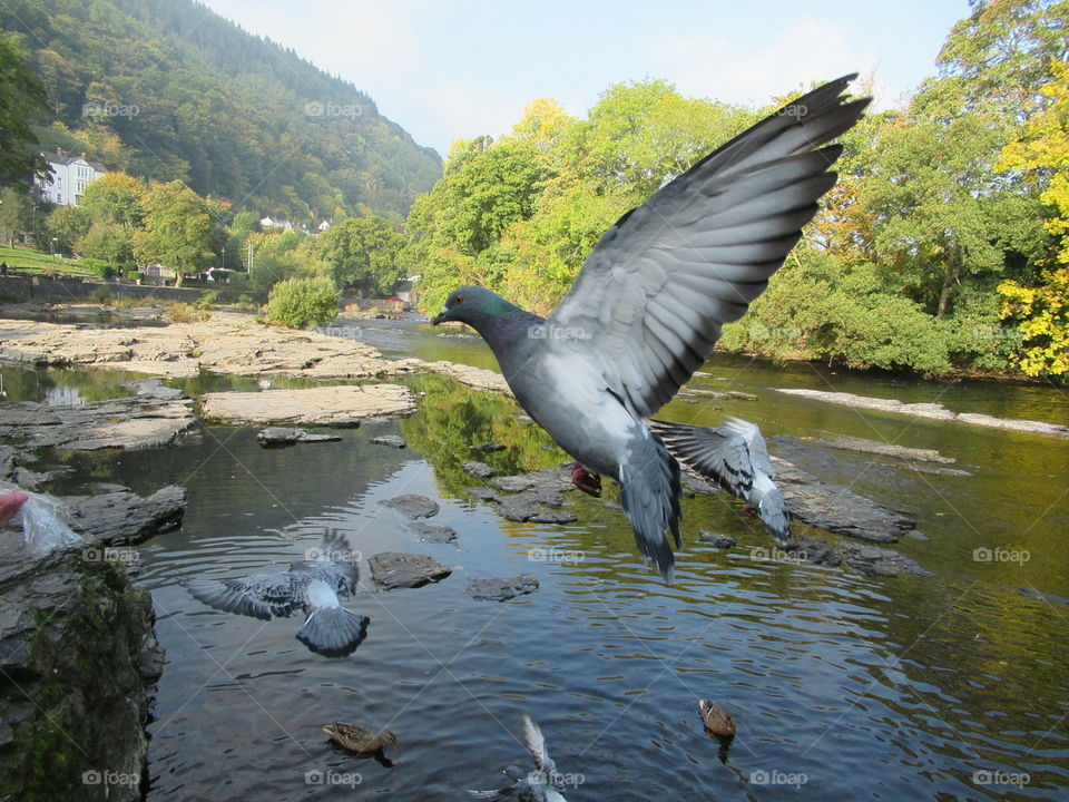 Pigeon taking flight on the river dee