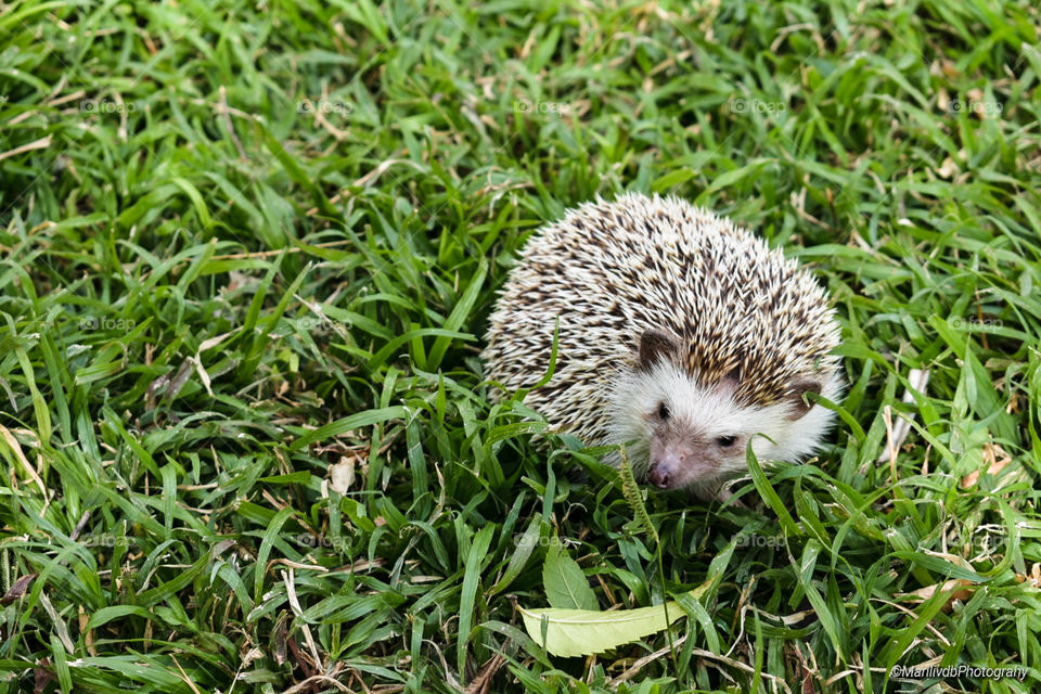 Hedgehog 🦔