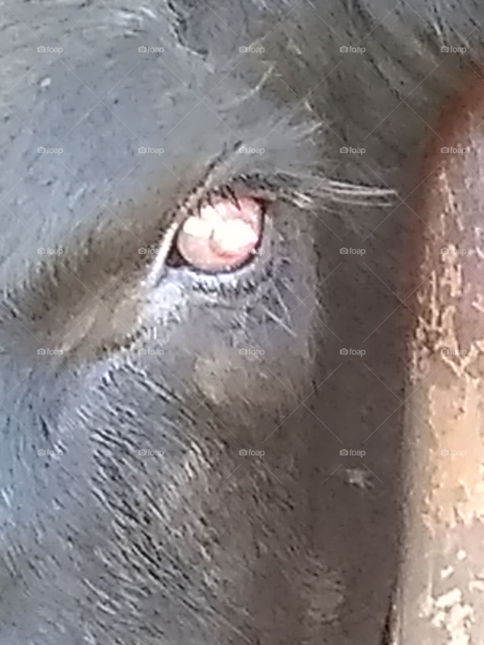 Calf with eye infection