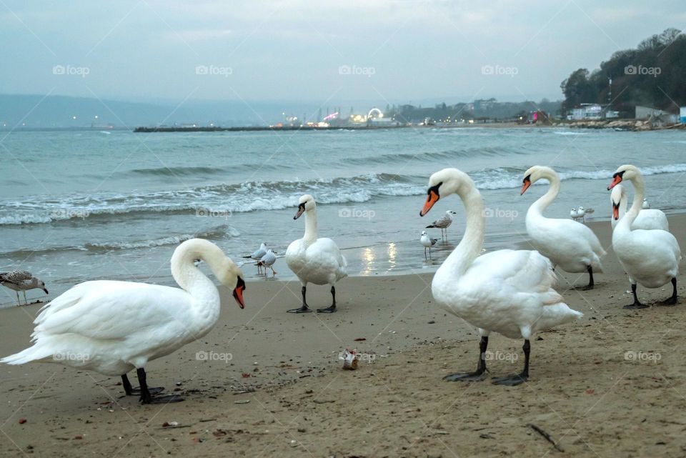 Birds & Bees - Nature in Motion