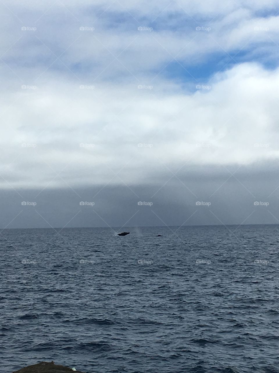 Whale breaching at lanai lookout