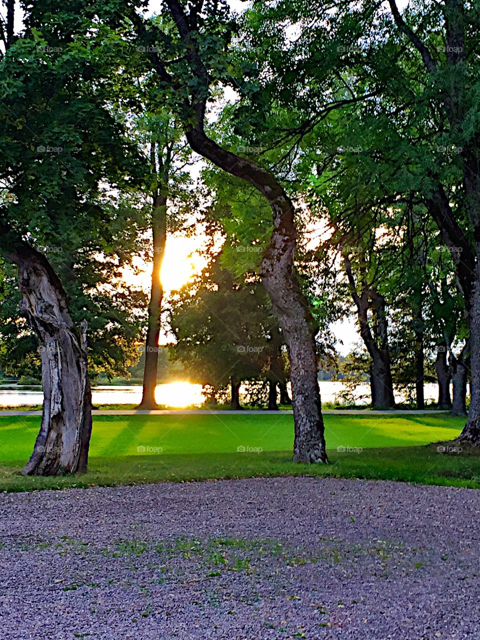 The beautiful sun through the trees!