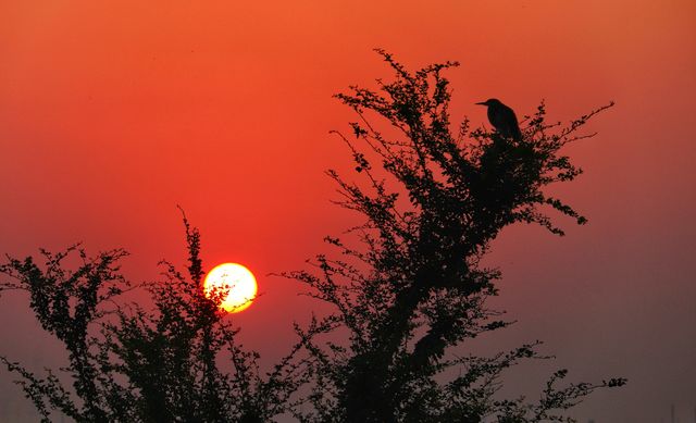 Cool sunrise with a bird