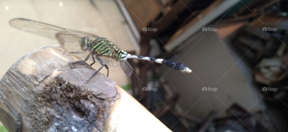 Dragonfly perched on a bamboo stick
