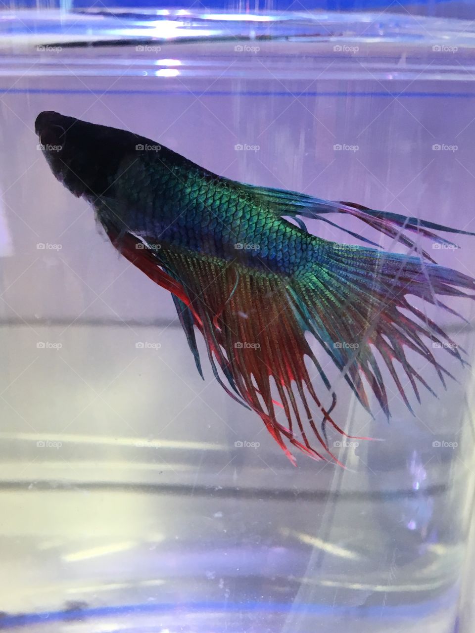 Black, blue, green & Red fringed tailed Siamese killer fish