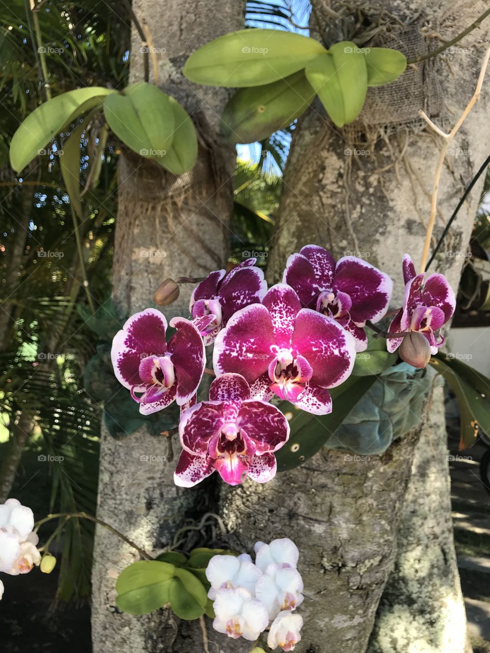 Flowers. Orquídeas. 