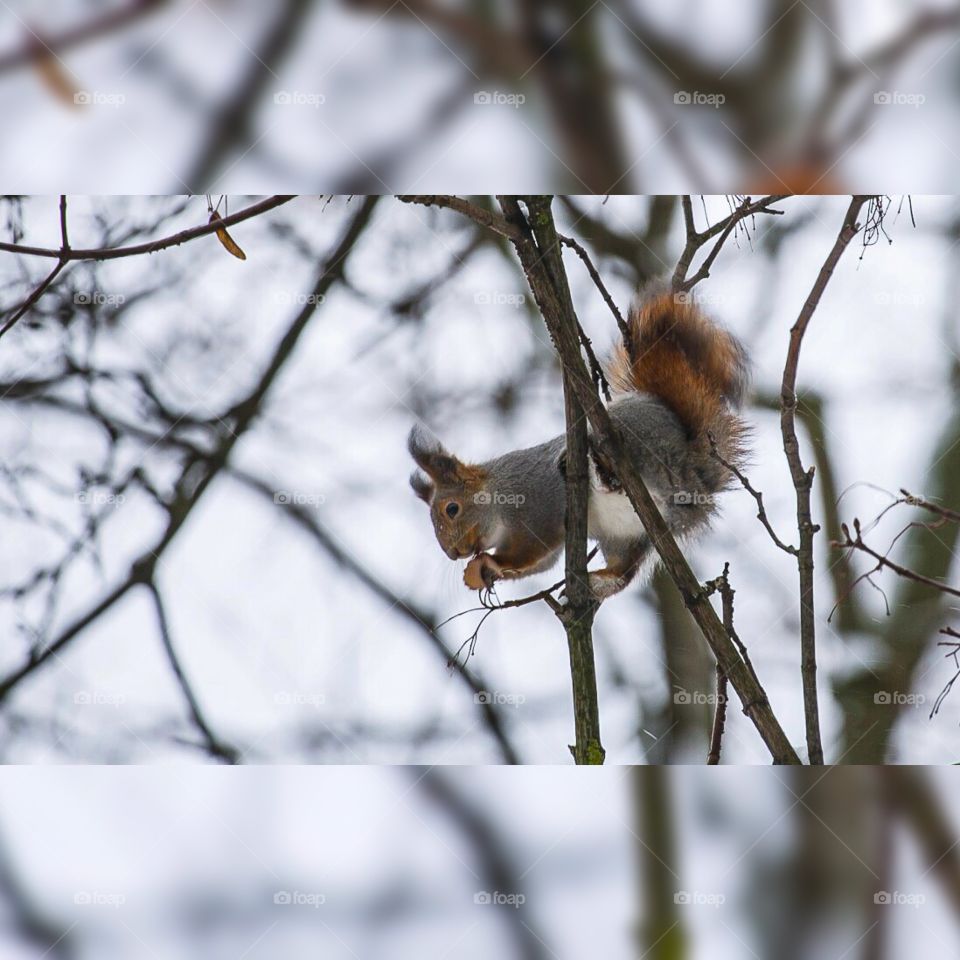 Утро в Подмосковье. 