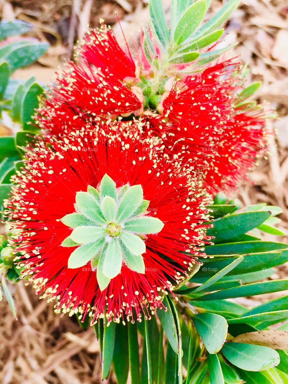 Bottle brush plant