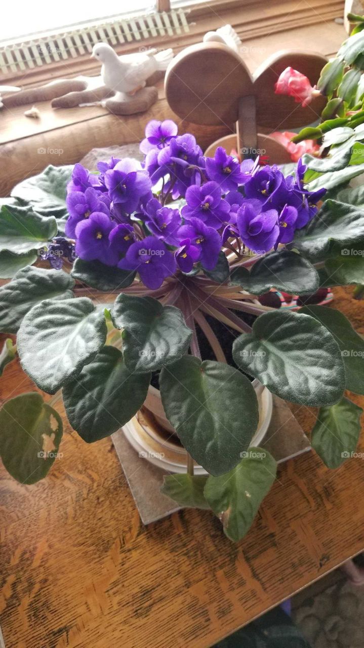 African violet in bloom,  beautiful flowers in the winter, touch of spring, sunny day flowers, purple flowers