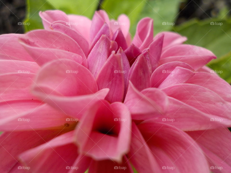 Pink and mesmerising 