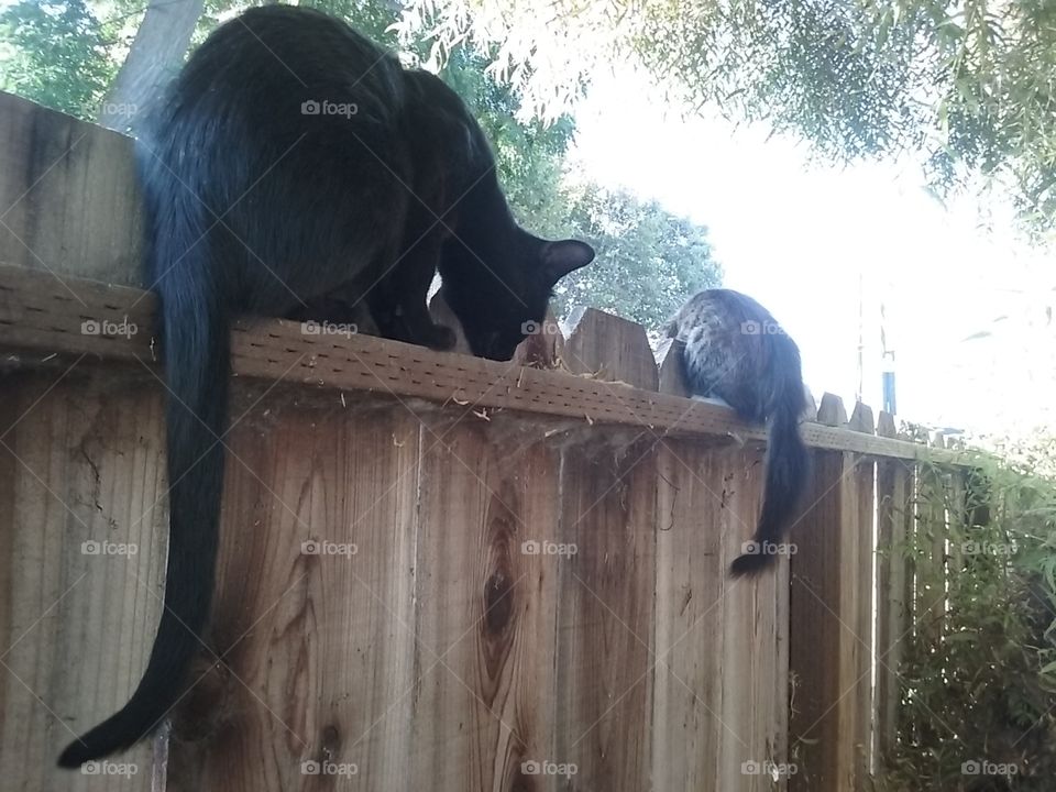 You May Think Kitty Does Not See You