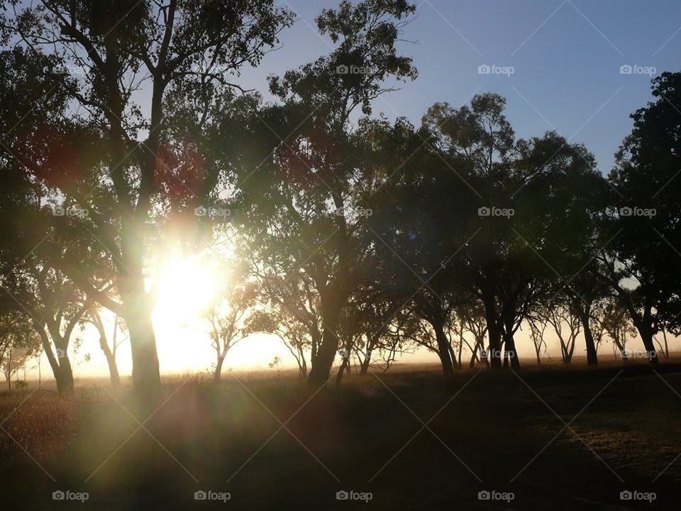 Sunshine through the trees