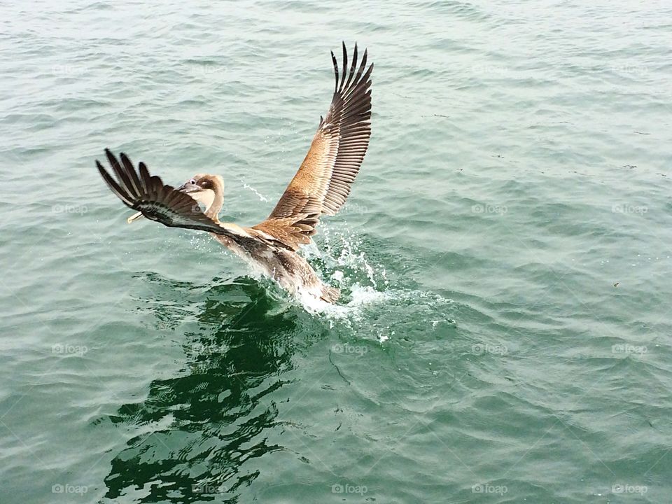 Bird landing on the water