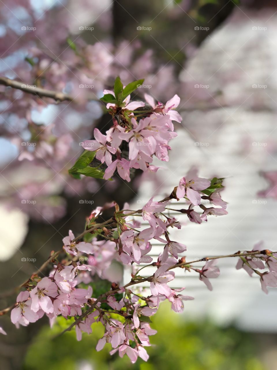 Cherry blossoms in Plymouth mi