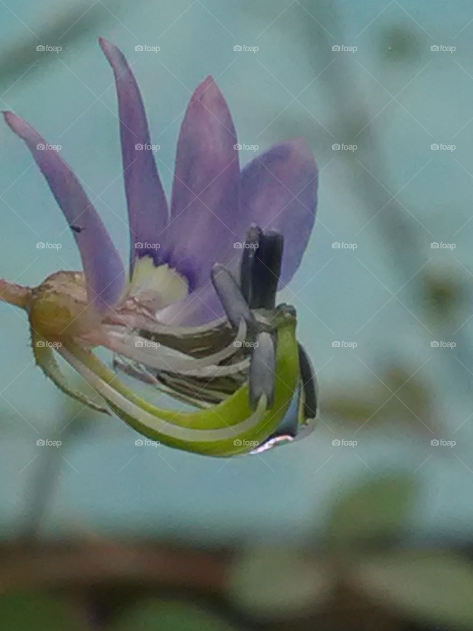 This is a very beautiful flower and very nice showing colors lovely mezenta.